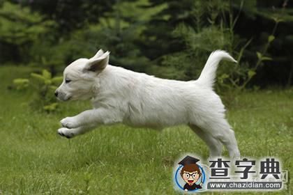 招财的动物有哪些？听说“狗来福”1