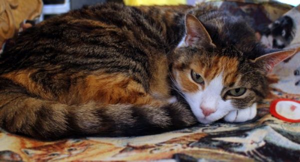 宠物猫可以带上火车或者大巴么_坐火车让带猫吗