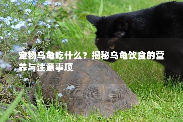 宠物乌龟吃什么？揭秘乌龟饮食的营养与注意事项