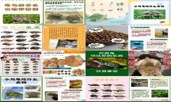 饲养乌龟吃什么东西