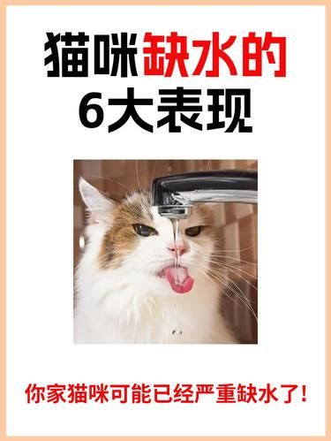 毛孩子是否健康？如何判断猫咪是否缺水？