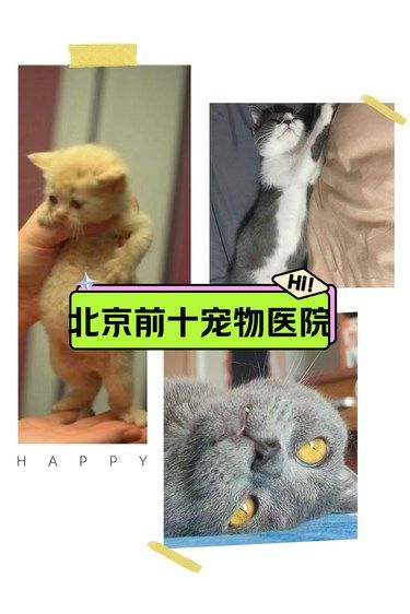 十多年老牌宠物医院，如果我说他北前十不过分吧