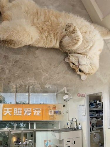 这会是下一家倒闭的宠物医院吗⁉️