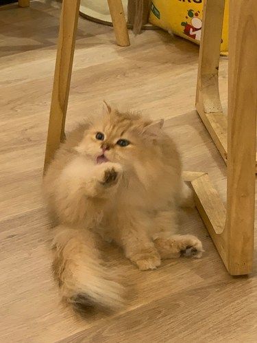在广州！六运！体验感超棒的猫咖！！！