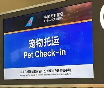 办理南航宠物随机托运小动物托运收费标准