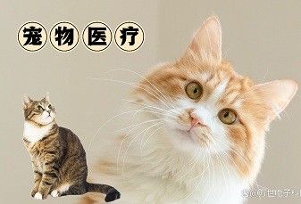 坐拥近2000家宠物医院的新瑞鹏，为何3年巨亏37亿元？