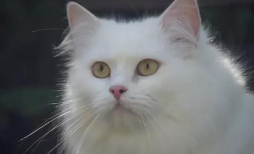 波斯猫