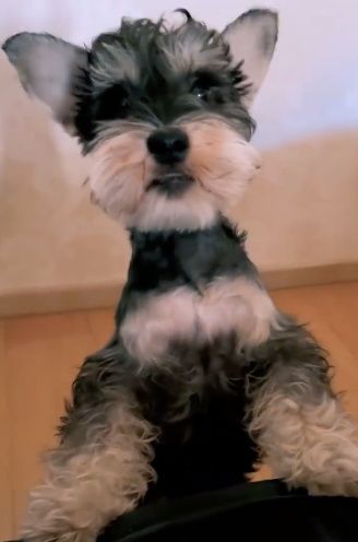 “宠物博主”蔡徐坤来袭更新爱犬雪纳瑞美照尽显温柔爱意