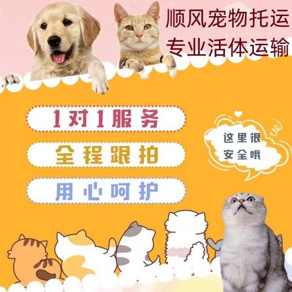 连云港市宠物托运平台狗狗托运宠物邮寄全国可达