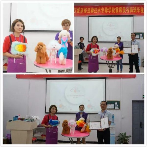 学宠物美容前景怎样|武汉派多格宠物学校3期首席美容班毕业典礼