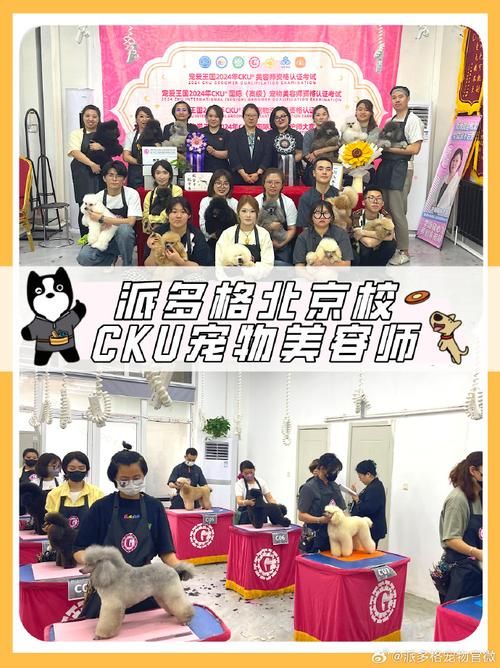 派多格宠物美容培训_派多格宠物美容培训学校在那