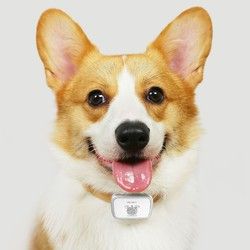 陪彼 宠物 狗狗定位器