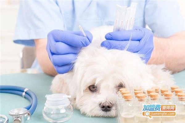 小型宠物医院加盟费