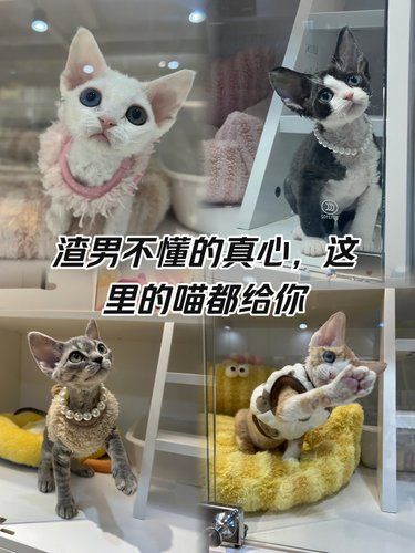 被 20 只德文小可爱包围！这谁顶得住啊