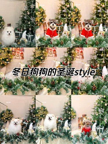 圣诞小狗派送