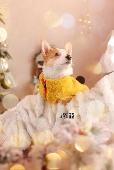 冬日狗狗的圣诞