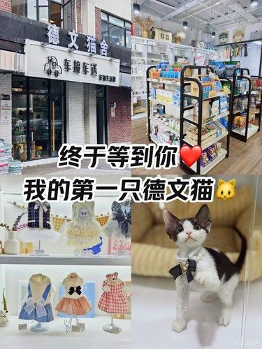 宠物店选猫｜养猫的尽头是德文，遇见谁能不爱呢