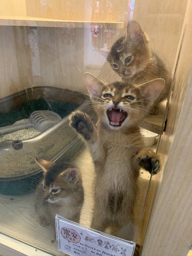 超高颜值的阿比尼西亚猫西安就有猫舍[色]