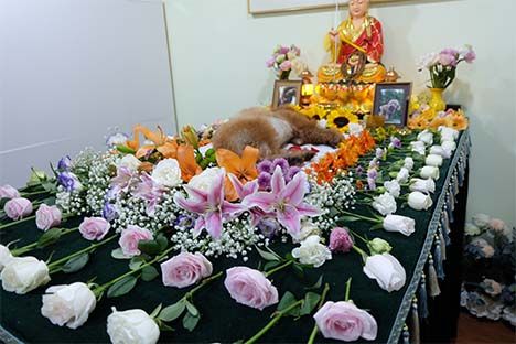 上海宠物殡葬 鲜花 .jpg