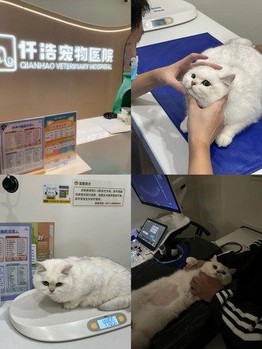带着毛孩子体检的一天