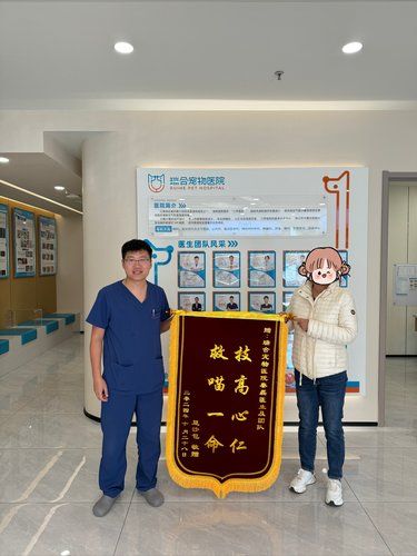 我的宠物医生梦想启航
