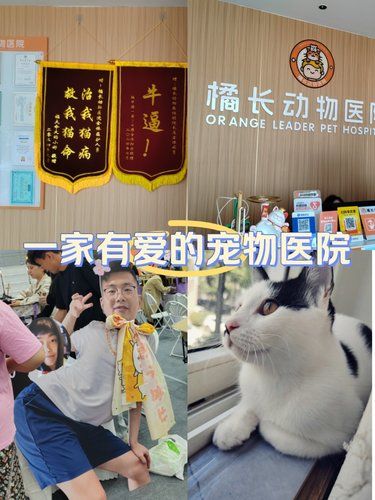 安心宠医服务，我体验了