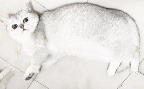 我喜欢小猫作文9篇