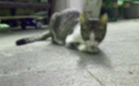 我的小猫作文（精选39篇）