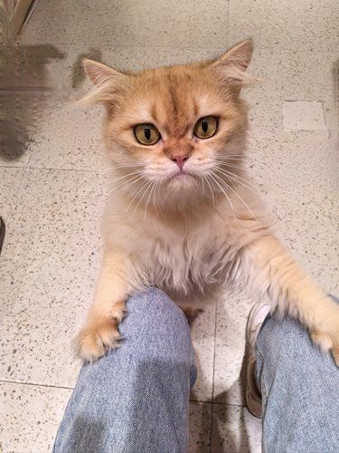 放松喵～心情也融化 喜荟城新店撸猫猫 可爱萌