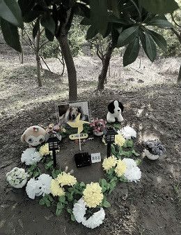 宠物墓地