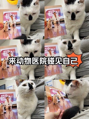 王情圣～家人们谁懂呀～
