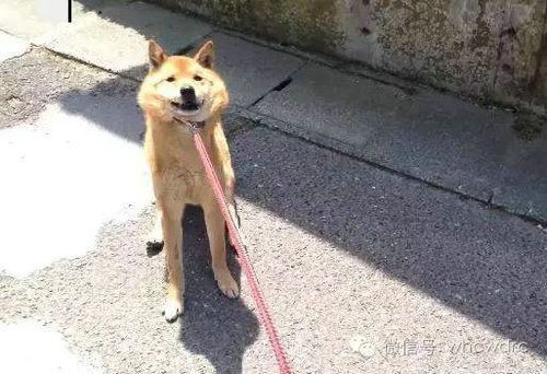 狗狗为什么会害怕打针?狗狗特别害怕打针应该怎么办?