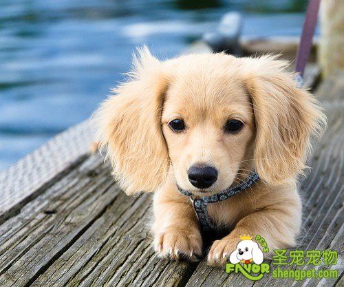 如何给宠物修建指甲