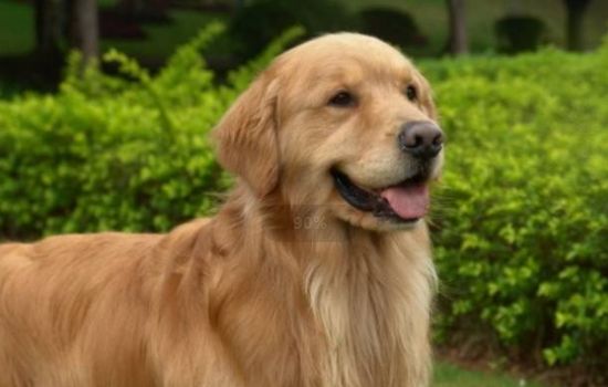怎么给狗狗打点滴？ 狗狗打点滴的方法教你记住了吗？
