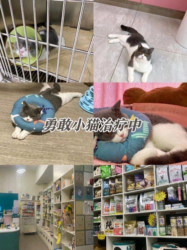 这家宠物医院真的靠谱~