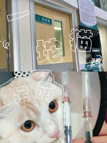 能再讲遍 从三娃猫里选中我打苗是为啥
