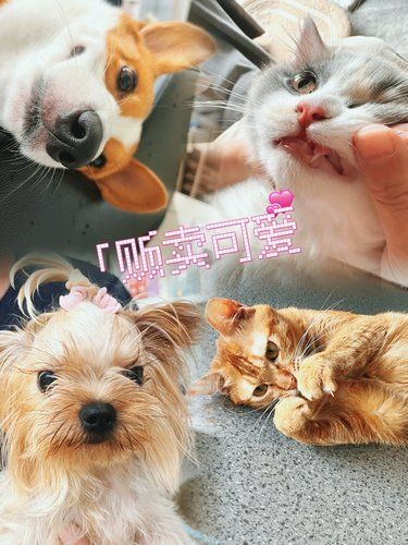 你搞不定的毛孩子，这里帮你搞定‼️‼️