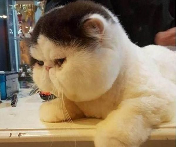 网友去宠物店给猫咪剪毛，剪完之后，连造型师都忍不住笑了！