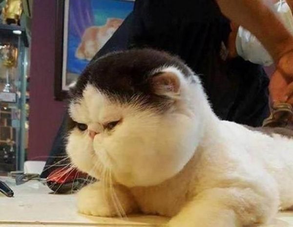 网友去宠物店给猫咪剪毛，剪完之后，连造型师都忍不住笑了！