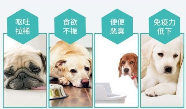 有必要给狗狗益生菌吗?可能真是个好选择