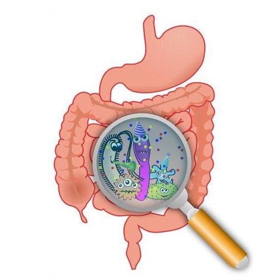 有必要给狗狗益生菌吗?可能真是个好选择