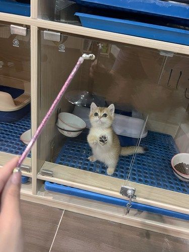 海南海口自家繁育猫咪 英短金渐层找新家