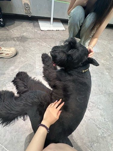 幸福瞬间：狗狗篇