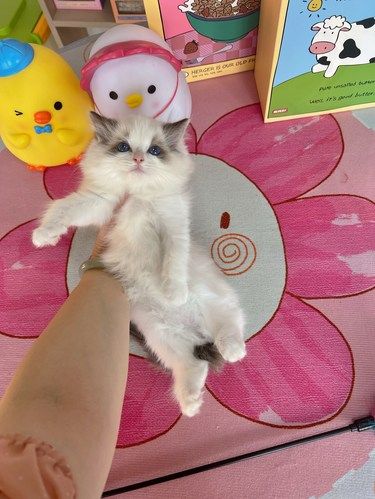 海南海口猫咪 海双布偶猫咪蹲新家[爱心]