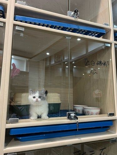 海口矮脚猫咪蓝白曼基康蹲新家