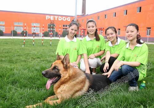 北京宠物美容培训学校哪所好