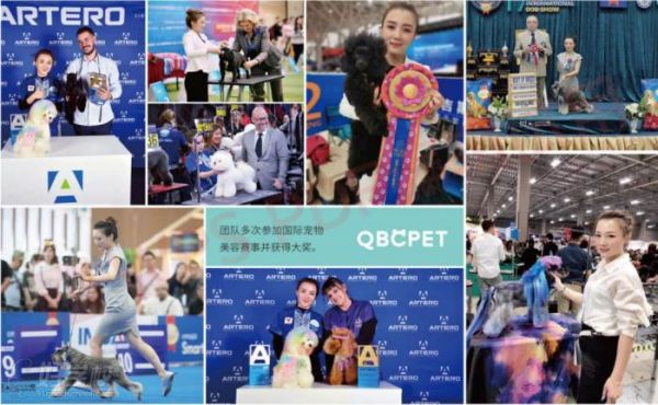 李晶老师多次参加国际宠物美容赛事并获得大奖