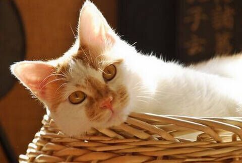 职场没有宠物猫