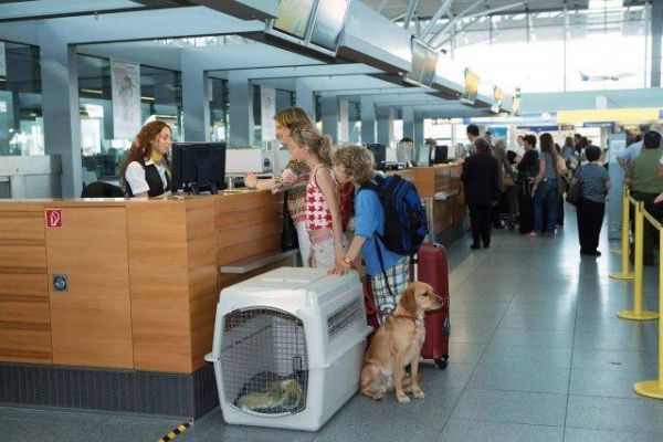 宠物托运又一好消息！国内首家航空公司允许旅客携带宠物进入客舱