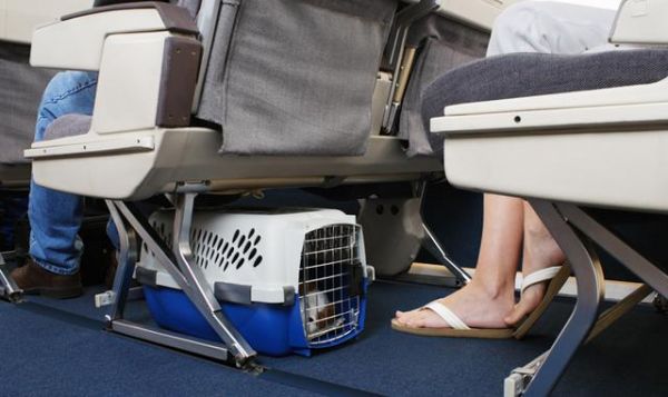 宠物托运又一好消息！国内首家航空公司允许旅客携带宠物进入客舱